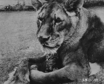 吃素的狮子感动全人类,一只吃素的狮子