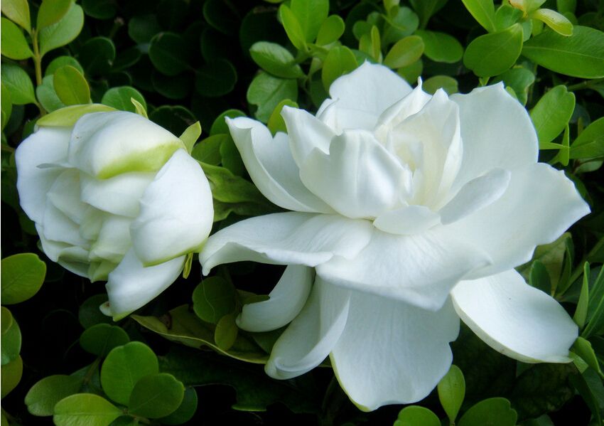 栀子花出现黄叶怎么办,栀子花黄叶怎么办小视频