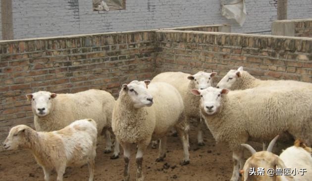 羊肠胃炎预防(附带治疗方法)