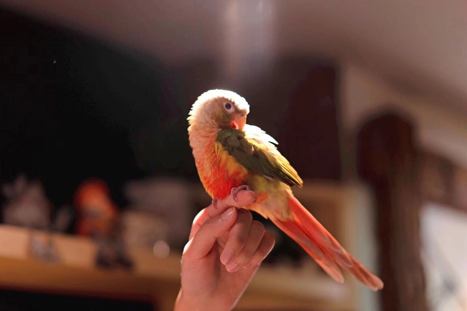 致养狗主人的一封信,致养狗人士一封信