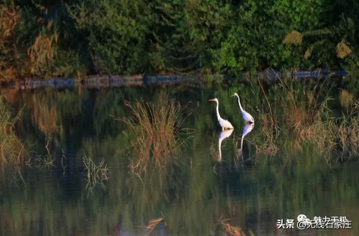 澶х編鏃犳瀬楂樻竻鐩存挱,澶х編鏃犳瀬