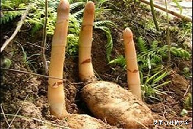 陕西天麻无土栽培种植技术,大田地膜栽培天麻技术