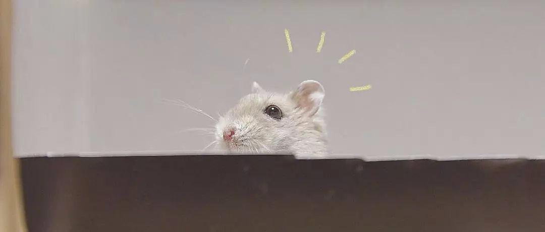 仓鼠流鼻血了是上火了吗,仓鼠上火一只眼睛睁不开怎么办