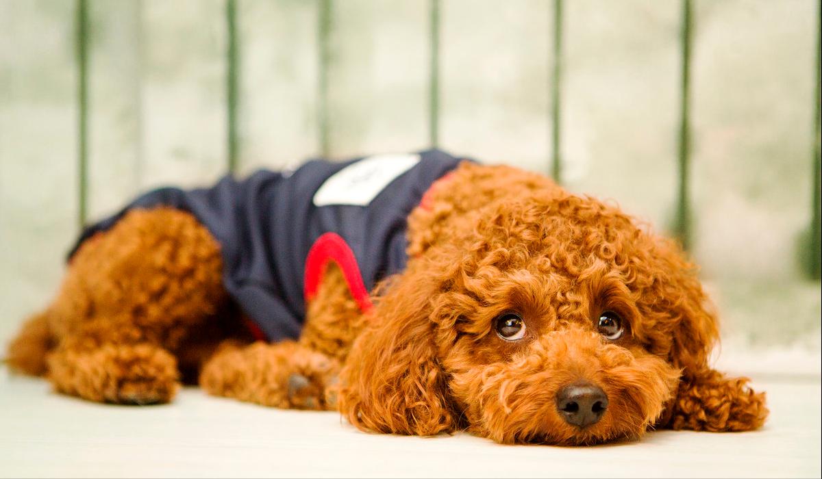 对泰迪的十大禁忌,惩罚泰迪犬5个禁忌绝不能犯