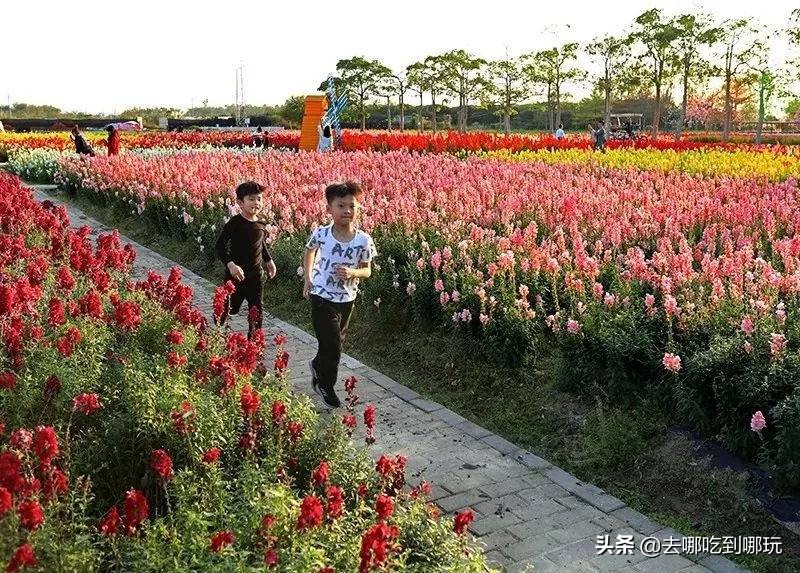 38抢从化宝趣玫瑰世界1大1小票赏春赏花赏美景不负*光春**不负卿