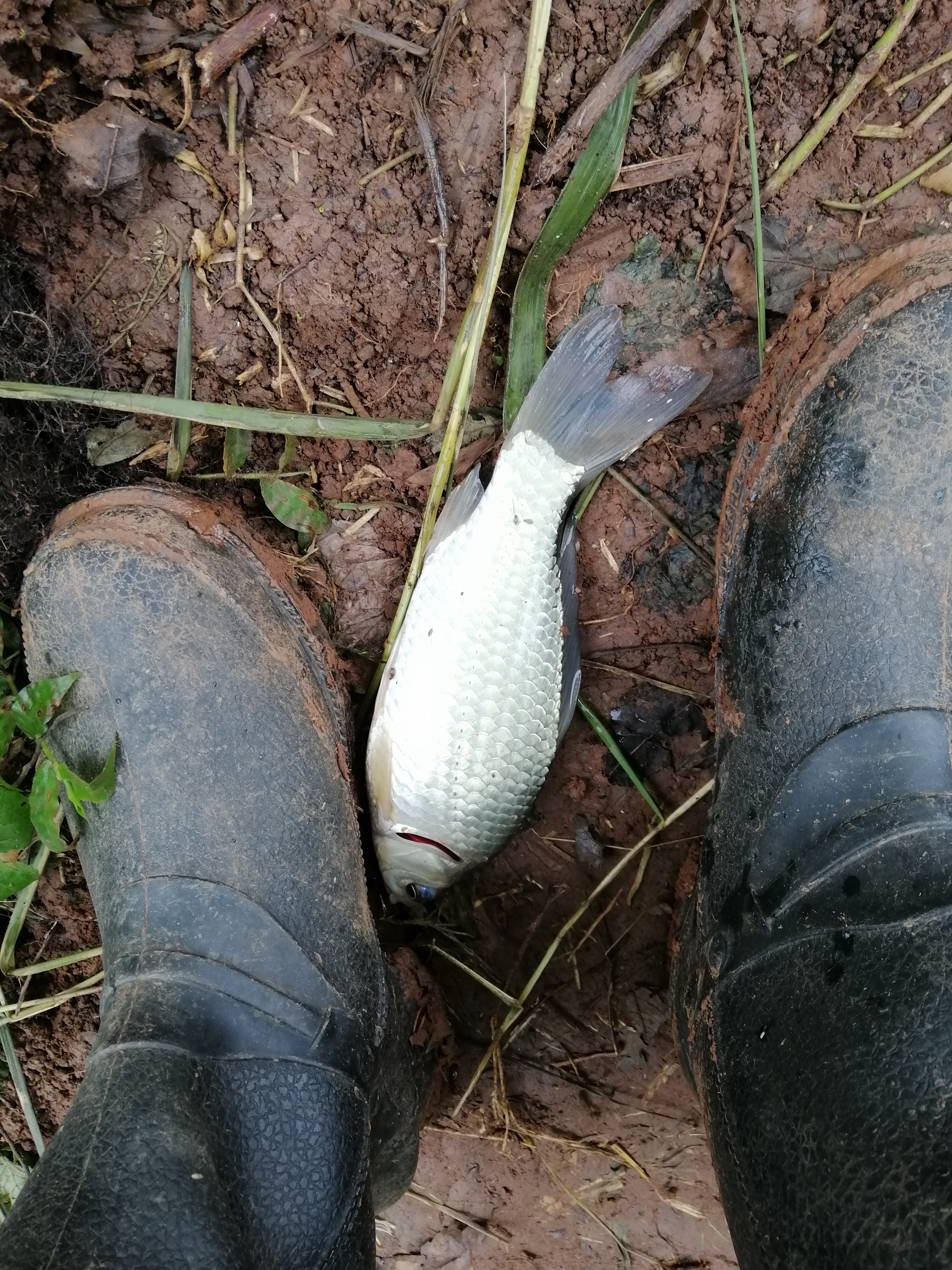 冬季小河沟野钓冰钓,春季小河钓鱼线组搭配