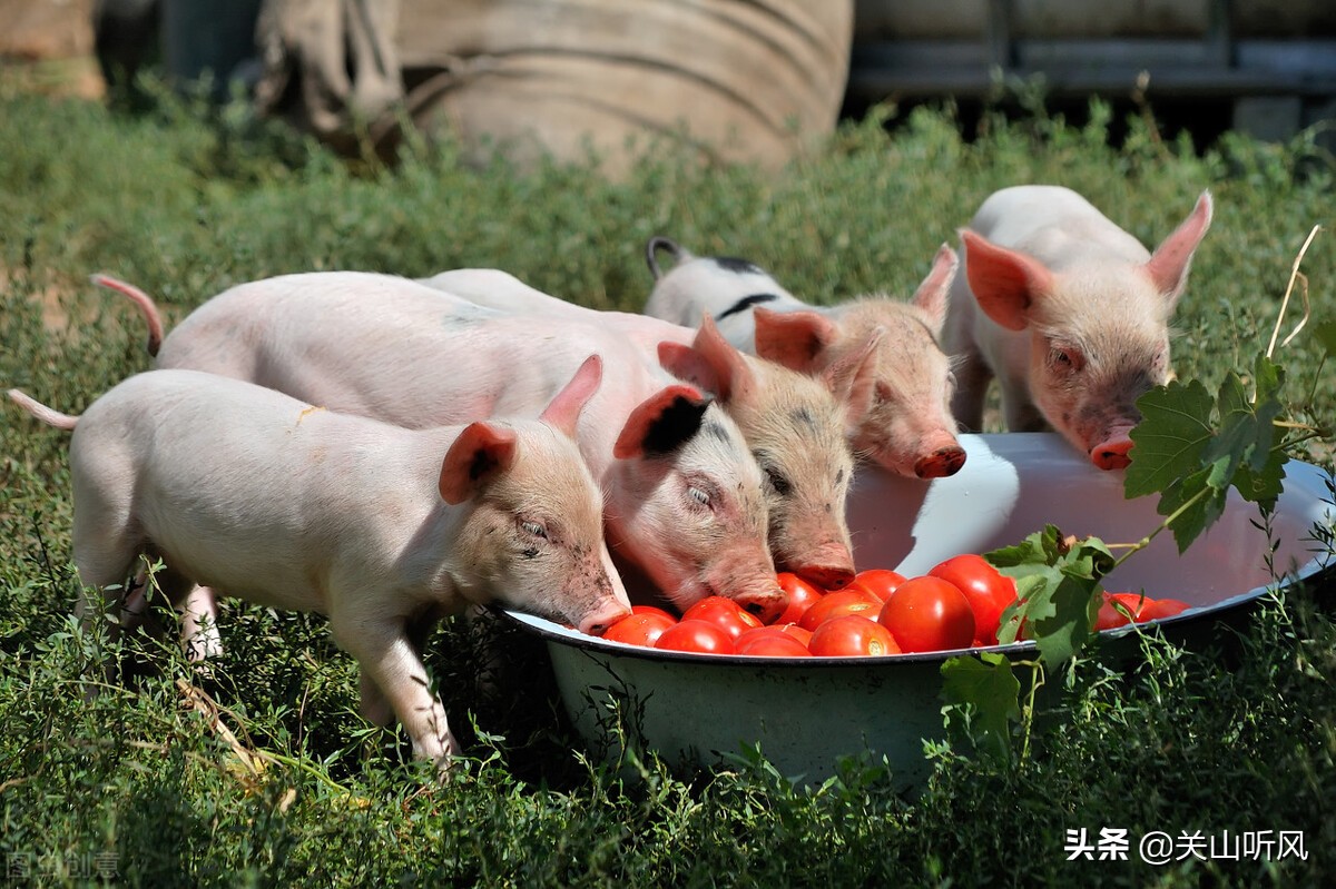 猪来穷狗来富老一辈的俗语,猪来穷狗来富猫儿来披麻布来历