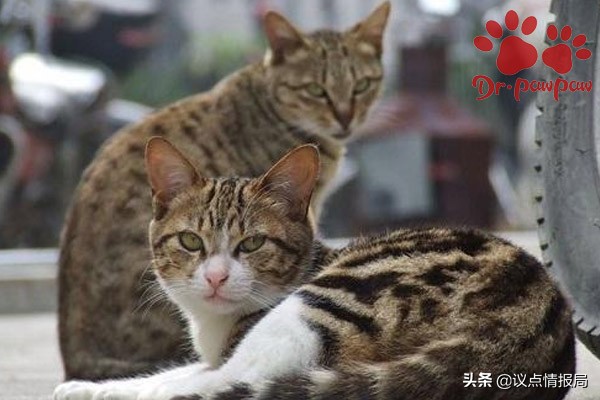 猫感染狂犬病症状明显吗,猫得狂犬病症状有哪些