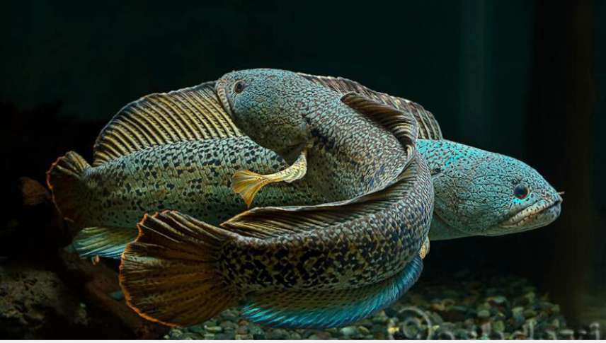 黑鱼和雷龙和金龙鱼哪个适合观赏,攻击性观赏鱼和黑鱼差不多