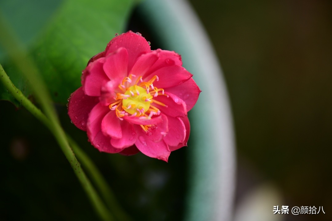 碗莲种藕生长到开花全过程,碗莲种植方法和时间图片