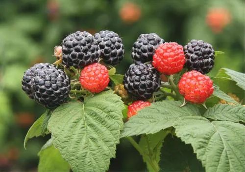 回忆杀里的家乡美食,回忆杀8090的青春