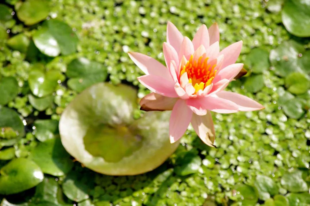 盐龙体育公园开放时间,盐龙体育公园开园仪式