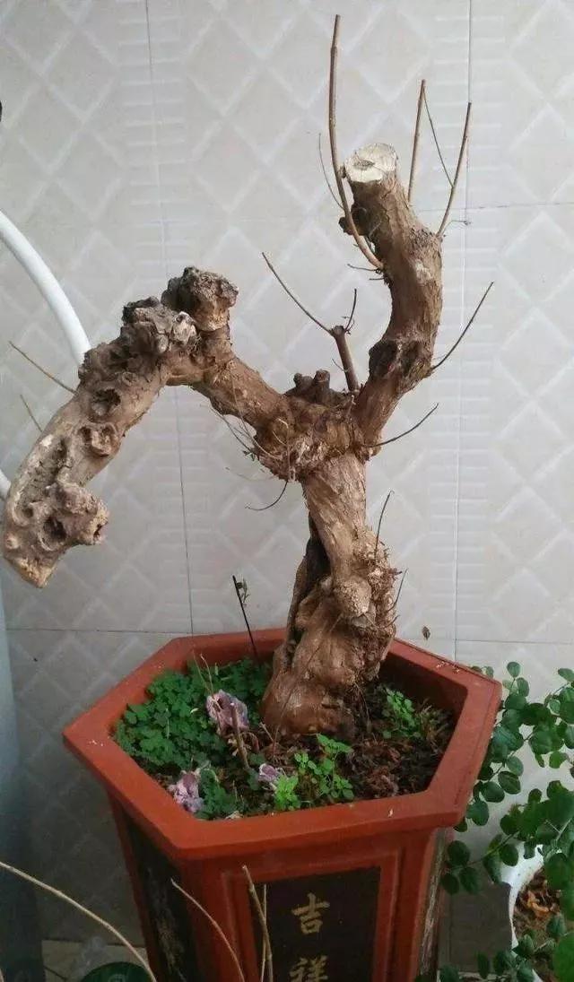 珍珠柏盆景不绿不发新芽怎么回事,盆景老桩上盆发芽后新芽干枯