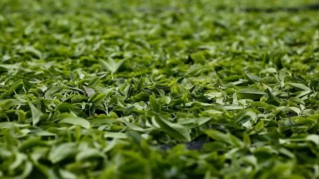 全国十大名茶旅游地,中国十大茶旅