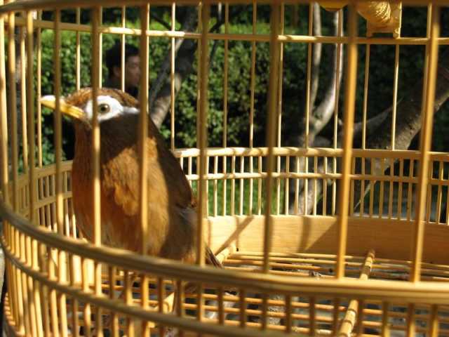 画眉鸟不洗澡最有效方法,画眉鸟如何洗澡