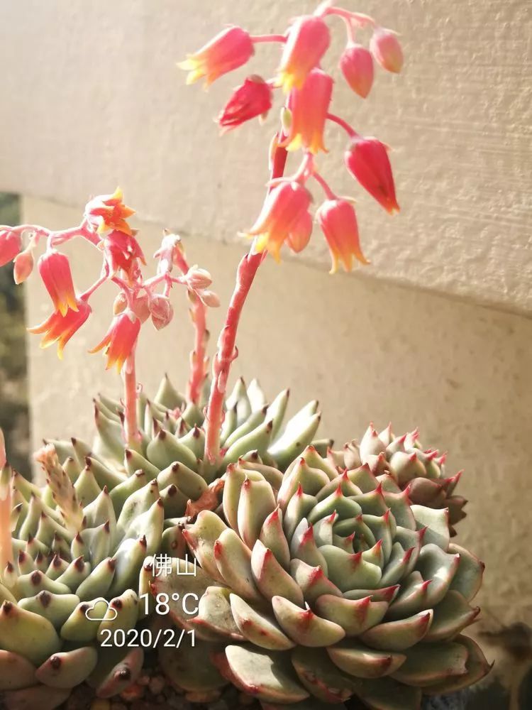 一杯清茶一道暖阳,一杯清茶温暖的时光