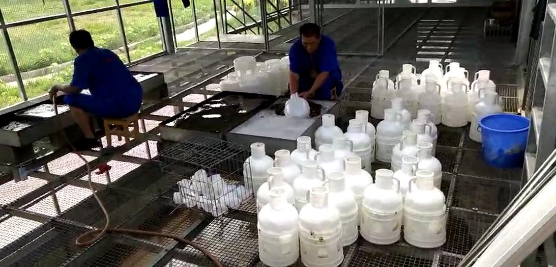 鸽子大了总是要飞的,那些不知不觉就会深陷的养鸽误区