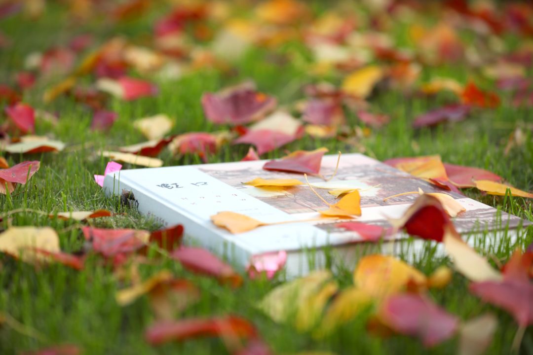 上海银杏叶打卡的地方,上海周边哪里有银杏叶