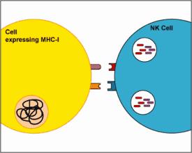 nk细胞疗法可以用于健康人群吗,肿瘤nk细胞疗法