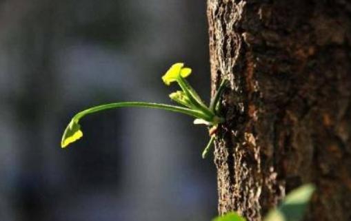 心理测试测你是吉相命还是苦命,心理测试测你的事业是否成功兴旺