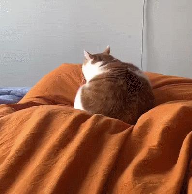 橘猫被抓警察局,肥猫被警察带走判刑