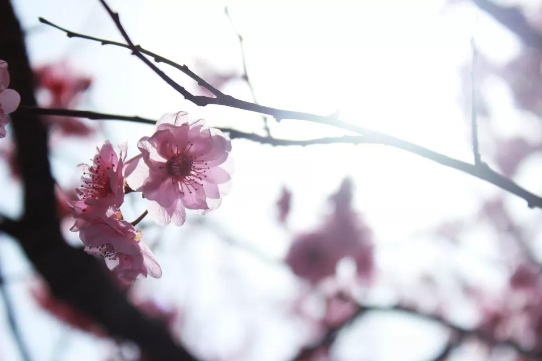 沁阳永威学校参观,沁阳永威学校2021开放日