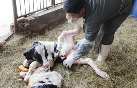 养基础母牛知识与技术,养牛技术母牛饲养大全