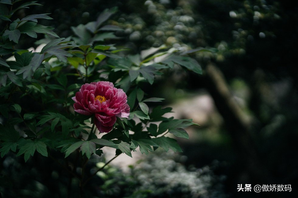 拙政园最让人欣赏的地方,拙政园十大特色