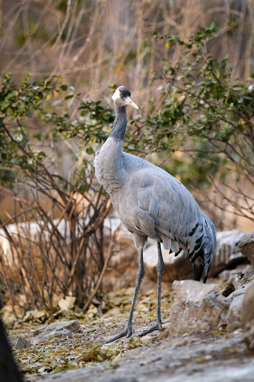 富士xt3有哪些变焦镜头推荐,富士x-t30xc35套机拍照