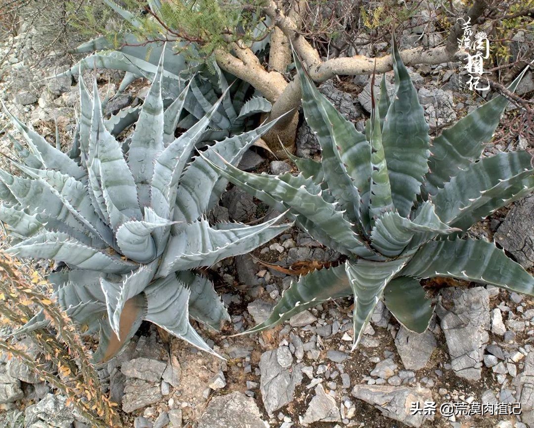 极品龙舌兰,精品龙舌兰欣赏