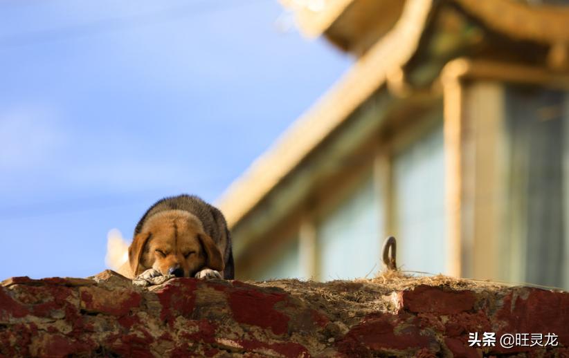 全画幅单反相机佳能5d3,佳能5d4拍美女