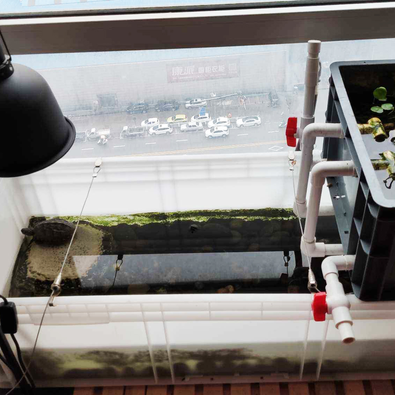 新手养龟哪种龟最好养,养龟新手应该选什么龟好