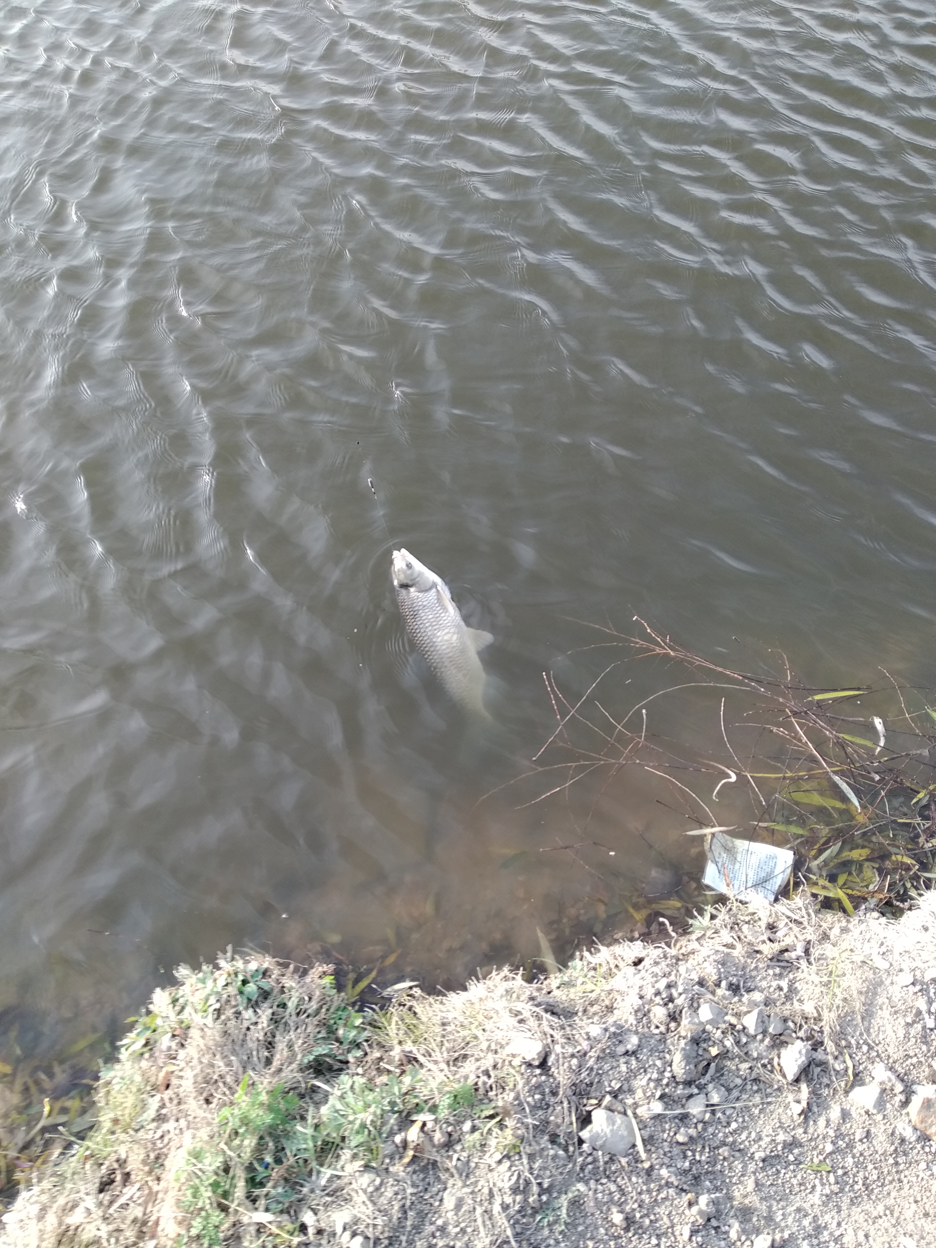 春季草鱼打窝的最佳方法,春季钓草鱼用鸭饲料打窝好吗