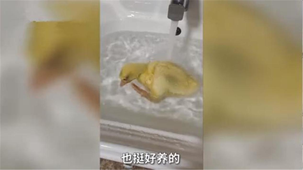 妈妈买小鹅当宠物越养越大,给小孩养鹅当宠物好吗