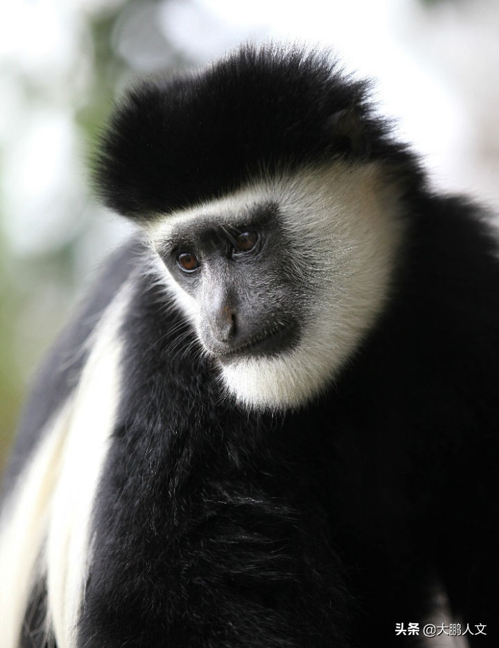 进化趣史(二)——我们是怎么变成这幅模样的