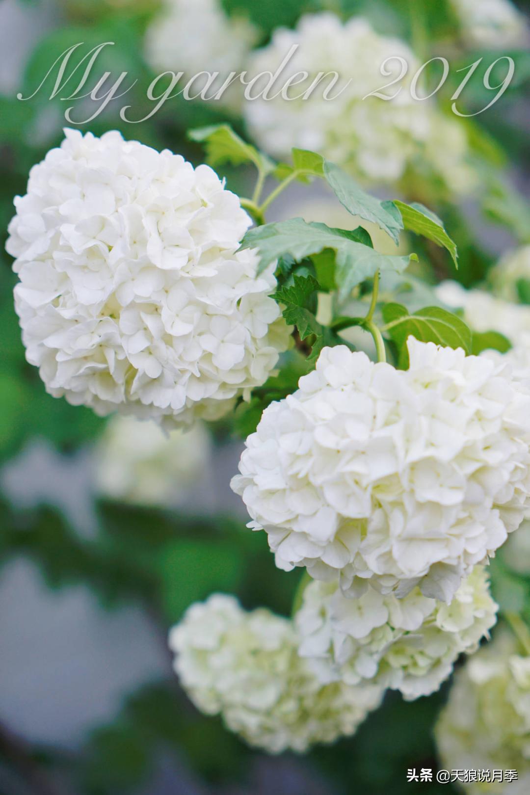 如何打造四季开花的花园,如何打造四季都有花的花园