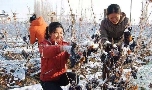 伊珠庄园赤霞珠干红葡萄酒,伊珠红冰葡萄酒价格及图片