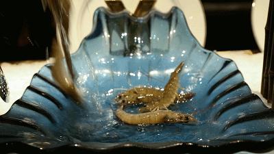 太强了！平价海鲜自助战斗机，0.63元/一道菜