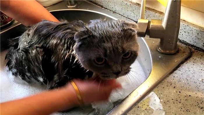 猫咪洗澡容易出现的常见情况,猫咪太小不能洗澡有味道怎么办