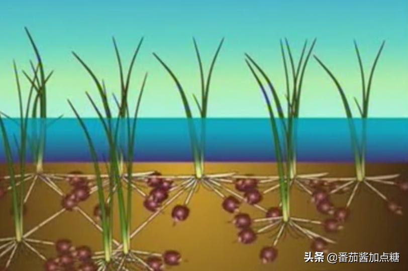 荸荠高产栽培新技术,新型高产荸荠亩产7000斤