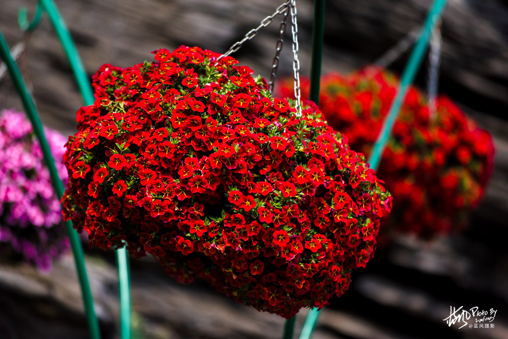 上海国际花展一览表,上海国际花展一览