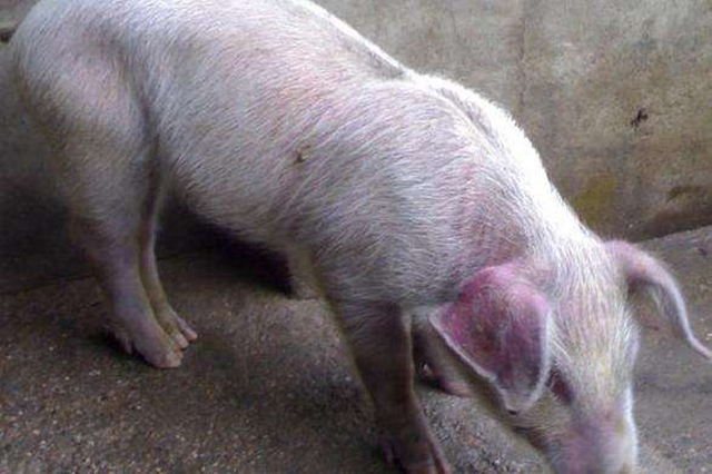 猪是怎么感染蓝耳病的,猪喘气大是蓝耳病吗