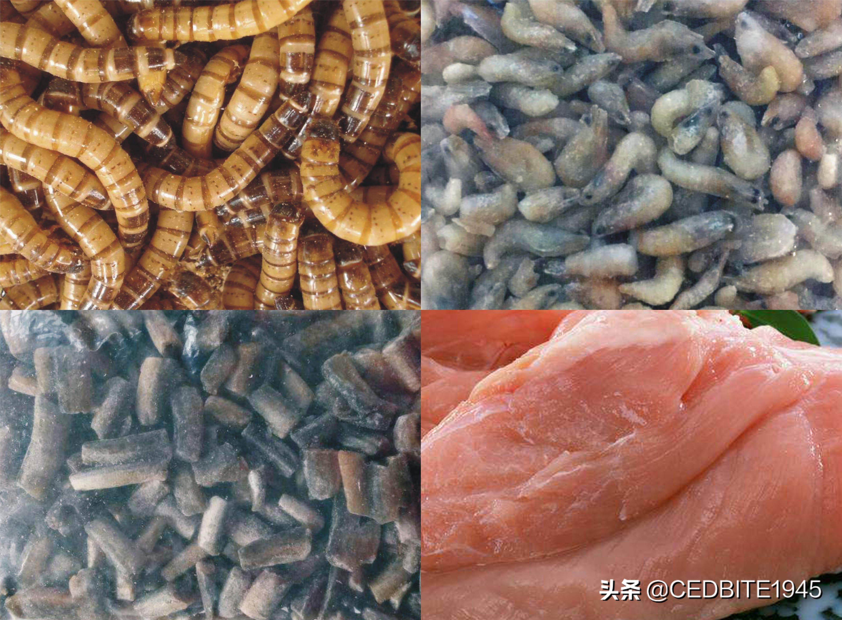 如何驯养黑猪视频,虎鱼怎么饲养才会变黄