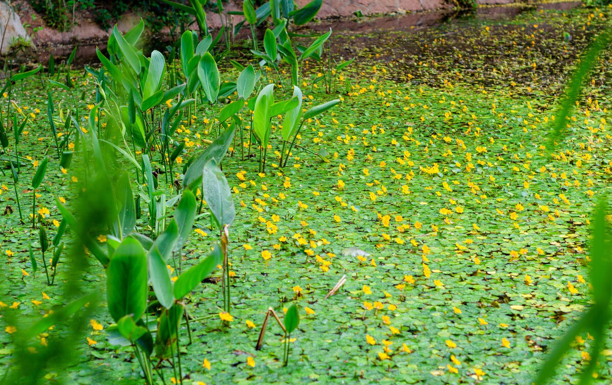 诗经里的植物荇菜的寓意是什么,诗经里的植物荇菜的寓意和象征