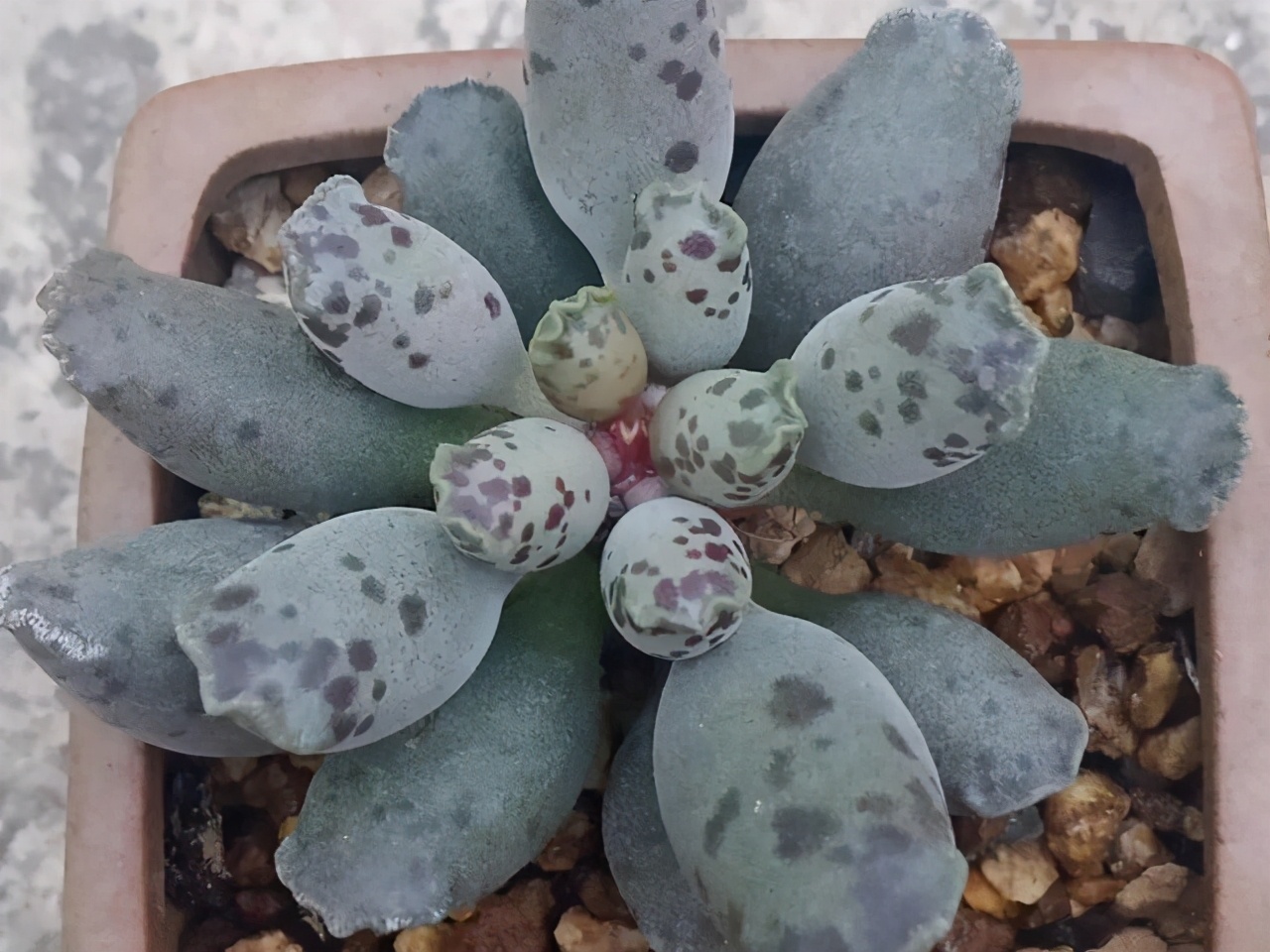 全部水泡类多肉叶片,叶子白底蓝心的多肉