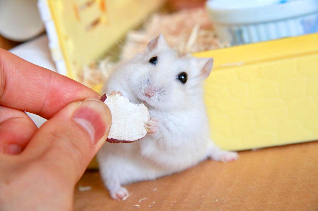 仓鼠布丁和银狐都吃些什么,仓鼠银狐怎么挑食的呢图片