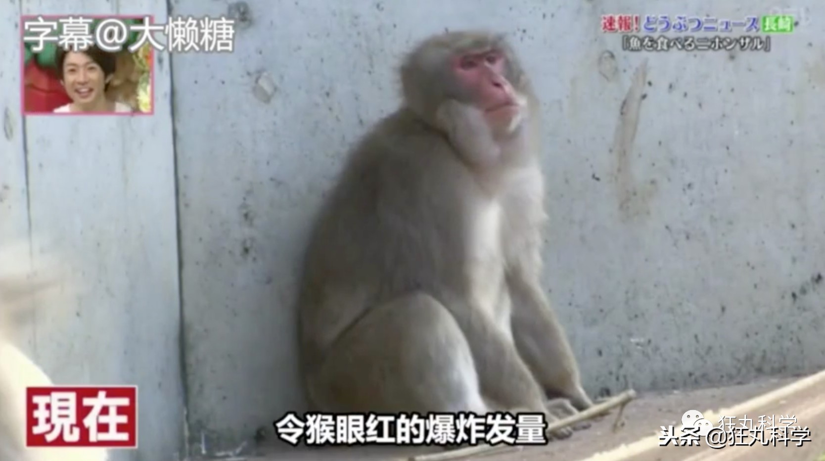 绉冨ご鐚村瓙鍚冮奔,鏃ユ湰鐚村瓙绉冨ご鍚冮潚鑺遍奔