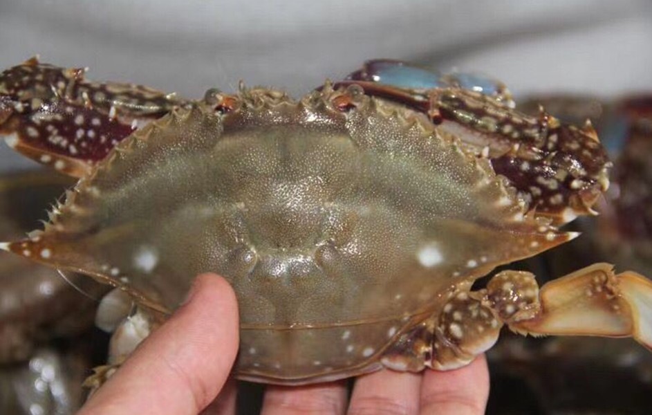 怎么挑螃蟹梭子蟹,怎样挑梭子蟹的简单方法窍门