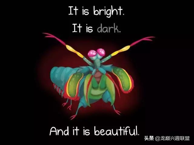 小小的皮皮虾真的有那么厉害吗,深度揭秘皮皮虾