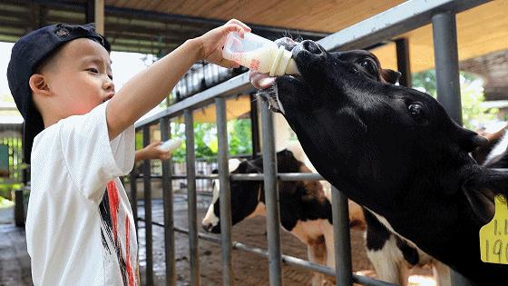 世界花卉大观园遛娃好去处,大观园遛娃攻略